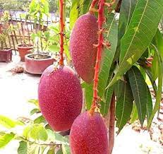 Miyazaki Mango Plant Manufacturer & Supplier in India